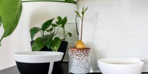 Beitragsbild des Blogbeitrags Avocado Pflänzchen ziehen – Mit dieser Methode gelingt es sicher!