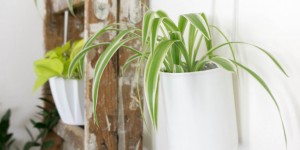 Beitragsbild des Blogbeitrags DIY Blumentopf zum Aufhängen | Upcycling Wall Planters 