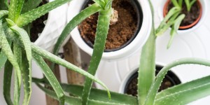 Beitragsbild des Blogbeitrags Aloe Vera Pflanzen | Pflege, Wirkung und Anwendung