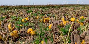Beitragsbild des Blogbeitrags Bio-Lebensmittel aus biologischer Landwirtschaft in Österreich 