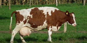 Beitragsbild des Blogbeitrags Laktose überall!