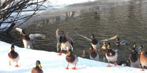 Beitragsbild des Blogbeitrags Winterwonderland - Winterwunderland im schönen Österreich