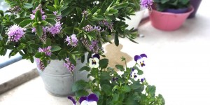 Beitragsbild des Blogbeitrags West-Balkon in der Stadt - Welche Pflanzen, Blumen & Kräuter
