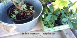 Beitragsbild des Blogbeitrags Topfplanzen Herbst und Winter auf dem Balkon - Ein Winterfest 