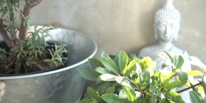 Beitragsbild des Blogbeitrags Balkon, Terrassen, Loggia Saison - Meine Bepflanzung im Frühling 