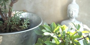 Beitragsbild des Blogbeitrags Balkon, Terrassen, Loggia Saison - Meine Bepflanzung im Frühling