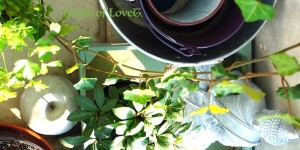Beitragsbild des Blogbeitrags Olivenbaum & Co. für  Balkon und Terrasse - Sommer Bepflanzung für die Westseite 