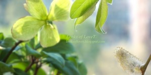 Beitragsbild des Blogbeitrags Bilder von meinem Balkon - Topfpflanzen im März und April 