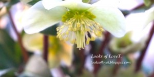 Beitragsbild des Blogbeitrags Balkon im Frühling .. keine Lust auf Blumen, große Liebe zu grünen Topfpflanzen 