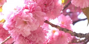 Beitragsbild des Blogbeitrags Verspätetes Mädchen, Kirschblüten Video, Zierkirsche in Wien gefilmt 