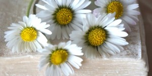 Beitragsbild des Blogbeitrags Gänseblümchen - Heilpflanze 2017 / Trend - Ernährung