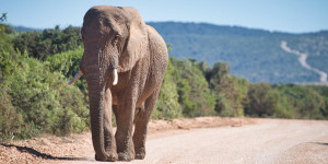 Beitragsbild des Blogbeitrags Roadtrip Garden Route und R62: Unsere Highlights