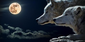 Beitragsbild des Blogbeitrags Roar! Ich bin hier die Chefin … ähm … Leitwölfin!