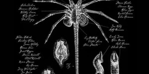 Beitragsbild des Blogbeitrags Alien: Covenant - Der Decodierung zweiter Schritt