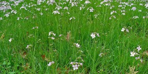 Beitragsbild des Blogbeitrags Arno Geiger: Der alte König in seinem Exil 