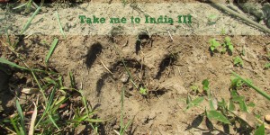 Beitragsbild des Blogbeitrags Take me to India III: Auf den Spuren des Tigers 