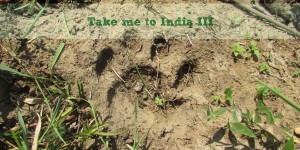 Beitragsbild des Blogbeitrags Take me to India III: Auf den Spuren des Tigers