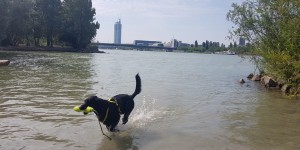 Beitragsbild des Blogbeitrags Alle Hunde schwimmen – und einer kläfft dazu. Hundestrand Donauinsel.