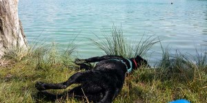 Beitragsbild des Blogbeitrags Hundebaden ist mitnichten entspannend.