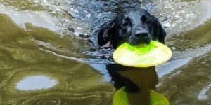 Beitragsbild des Blogbeitrags Hundstage im Kamptal