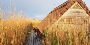 Beitragsbild des Blogbeitrags Schlafen im Schilf 