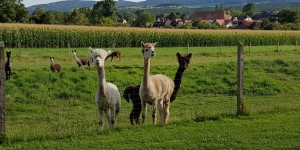 Beitragsbild des Blogbeitrags „Tatort“ Pöllau: Ausflug zum Alpaka Schauen.