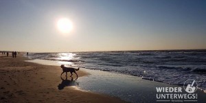 Beitragsbild des Blogbeitrags „Leine los!“ in Holland – Mit Hund am Strand von Noordwijk.