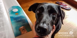 Beitragsbild des Blogbeitrags Im neuen „Mein Hund und ich“: Coffee und Wellness