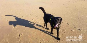 Beitragsbild des Blogbeitrags Coffee im aktuellen „Mein Hund und ich“: An der Nordsee