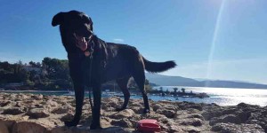 Beitragsbild des Blogbeitrags Unsere Packliste fürs Auto: Urlaub mit Hund