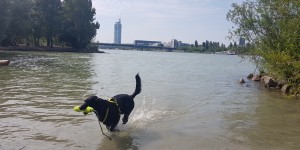 Beitragsbild des Blogbeitrags Alle Hunde schwimmen – und einer kläfft dazu. Hundestrand Donauinsel. 