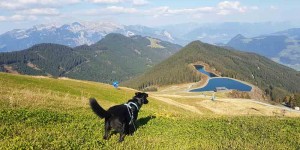 Beitragsbild des Blogbeitrags Urlaub mit Hund im Umweltzeichen Hotel Magdalena 