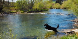 Beitragsbild des Blogbeitrags Das Pielachtal: Flussbaden mit und ohne Hund. 