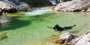 Beitragsbild des Blogbeitrags Hundebadeplätze – Ausflugsideen für Hitz und Hund in Österreich
