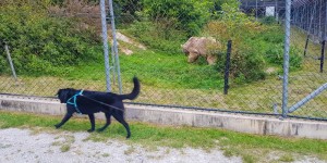 Beitragsbild des Blogbeitrags Der Bärenwald Arbesbach: Auf vier Hundepfoten zu den Bärentatzen.