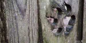 Beitragsbild des Blogbeitrags Die Wölfe vom Wildpark Ernstbrunn: Die heulen uns was.