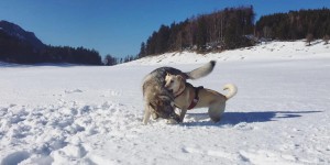 Beitragsbild des Blogbeitrags Von Losenheim zur Mamauwiese: Die Wanderung für jede Jahreszeit.