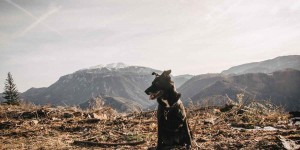 Beitragsbild des Blogbeitrags Wanderung für Vierbeiner: Zur Waldfreundehütte am Obersberg