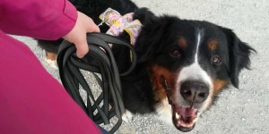 Beitragsbild des Blogbeitrags Die Schleppleine richtig verwenden: Tipps für Adventure Dogs