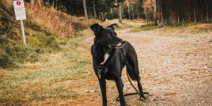 Beitragsbild des Blogbeitrags Wanderung St. Corona: Mit Hund & Ameise „Corona“ auf den Kampstein 