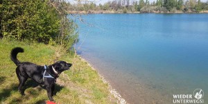 Beitragsbild des Blogbeitrags Badeteich Süßenbrunn: Die Hundefreilaufzone am See 