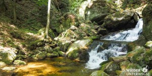 Beitragsbild des Blogbeitrags Durch die Ysperklamm im Waldviertel: Hund- und Druidentauglich. 