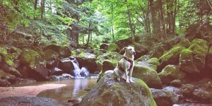 Beitragsbild des Blogbeitrags Entspannt durch die Stillensteinklamm im Mühlviertel