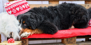 Beitragsbild des Blogbeitrags Tierisch nette Weihnachtsgeschenke für Hunde und Hundemenschen 