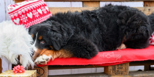 Beitragsbild des Blogbeitrags Regional, Handgemacht und Online: Persönliche Weihnachtsgeschenke für Hunde & Hundemenschen