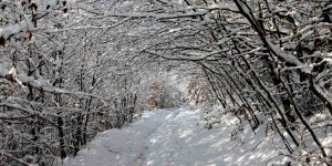 Beitragsbild des Blogbeitrags Schnee auf der Wiener Sophienalpe: Der Wiener Stadtwanderweg 8 im Winter. 