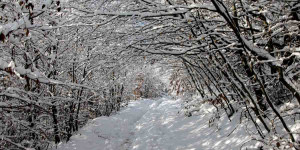 Beitragsbild des Blogbeitrags Schnee auf der Wiener Sophienalpe: Der Stadtwanderweg 8 im Winter.