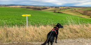 Beitragsbild des Blogbeitrags Ein Weinbergwalk mit Fernsicht: Tut gut Wege in Bad Pirawarth im Weinviertel