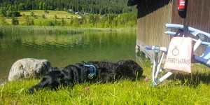 Beitragsbild des Blogbeitrags Camping in Österreich: Hundefreundliche Campingplätze gesucht!