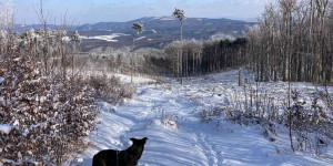 Beitragsbild des Blogbeitrags Rauf auf den Hohen Lindkogel bei Baden: Ein Ausflug in den Wienerwald